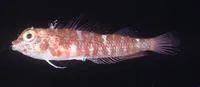 Black triplefin (Enneapterygius niger)
