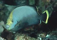 Black-velvet angelfish (Chaetodontoplus melanosoma)