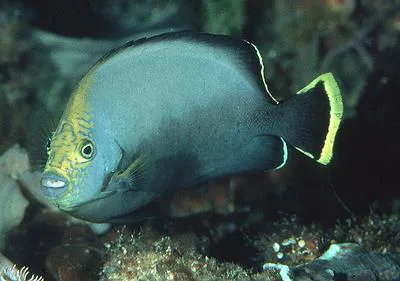 Black-velvet angelfish (Chaetodontoplus melanosoma)