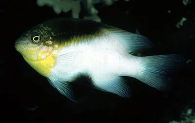 Black-vent damsel (Dischistodus melanotus)