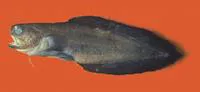 Black widow (Stygnobrotula latebricola)