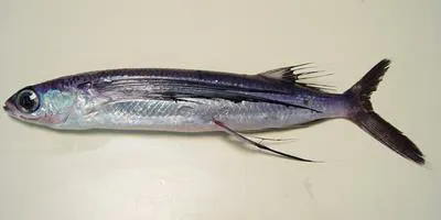 Black wing flyingfish (Hirundichthys rondeletii)