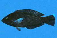 Black wrasse (Halichoeres adustus)