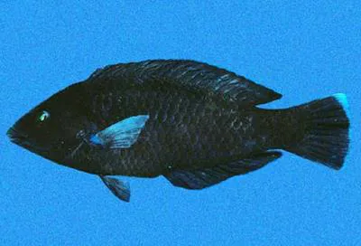 Black wrasse (Halichoeres adustus)
