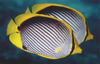 Blackback butterflyfish (Chaetodon melannotus)