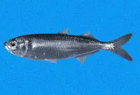 Blackback silverside (Melanorhinus cyanellus)