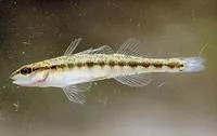 Blackbanded darter (Percina nigrofasciata)