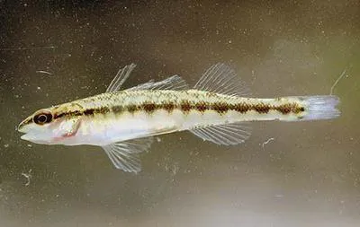 Blackbanded darter (Percina nigrofasciata)