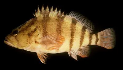 Blackbanded seaperch (Hypoplectrodes annulatus)