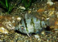 Blackbanded sunfish (Enneacanthus chaetodon)