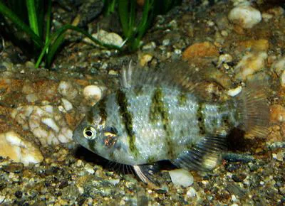Blackbanded sunfish (Enneacanthus chaetodon)