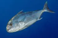 Blackbanded trevally (Seriolina nigrofasciata)