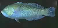 Blackbar coris (Coris nigrotaenia)