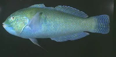 Blackbar coris (Coris nigrotaenia)