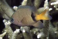 Blackbar devil (Plectroglyphidodon dickii)