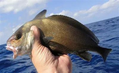 Blackbar drum (Pareques iwamotoi)