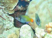 Blackbar filefish (Pervagor janthinosoma)