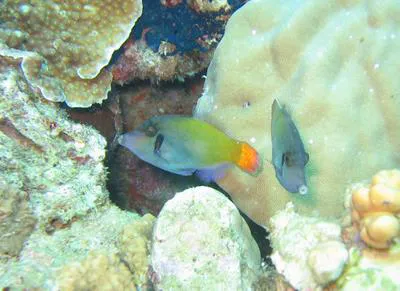 Blackbar filefish (Pervagor janthinosoma)