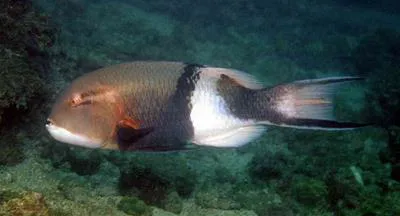 Blackbar hogfish (Bodianus speciosus)
