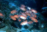 Blackbar soldierfish (Myripristis jacobus)
