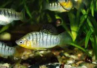 Blackbarred limia (Limia nigrofasciata)