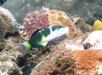 Blackbarred wrasse (Thalassoma nigrofasciatum)