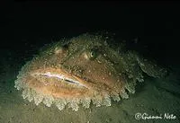 Blackbellied angler (Lophius budegassa)