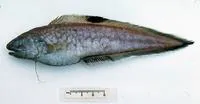 Blackbelly cusk (Neobythites nigriventris)