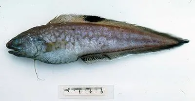 Blackbelly cusk (Neobythites nigriventris)