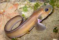 Blackbelly eelpout (Lycodes pacificus)