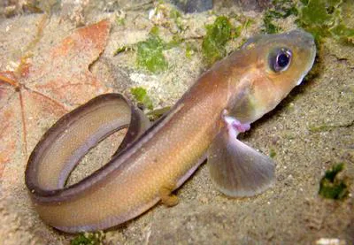 Blackbelly eelpout (Lycodes pacificus)