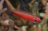 Blackbelly goby (Eviota nigriventris)