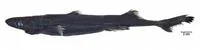 Blackbelly lanternshark (Etmopterus lucifer)