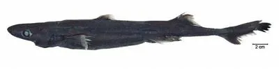 Blackbelly lanternshark (Etmopterus lucifer)