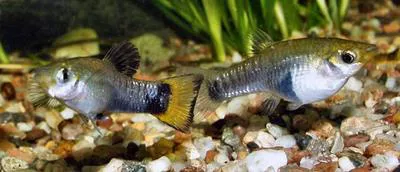 Blackbelly limia (Limia melanogaster)