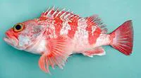 Blackbelly rosefish (Helicolenus dactylopterus)