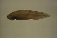 Blackbelly tonguesole (Symphurus strictus)