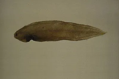 Blackbelly tonguesole (Symphurus strictus)
