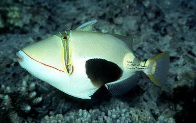 Blackbelly triggerfish (Rhinecanthus verrucosus)
