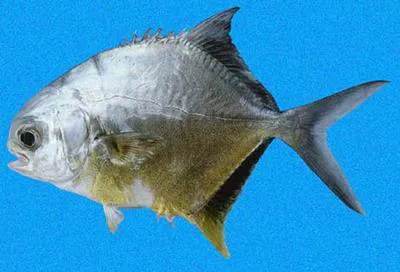 Blackblotch pompano (Trachinotus kennedyi)