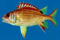 Blackblotch squirrelfish (Sargocentron melanospilos)