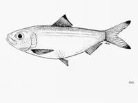 Blackburn's herring (Herklotsichthys blackburni)