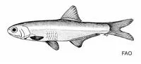 Blackburns's anchovy (Anchoviella blackburni)