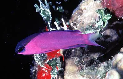 Blackcap basslet (Gramma melacara)