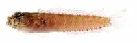 Blackcheek blenny (Starksia lepicoelia)