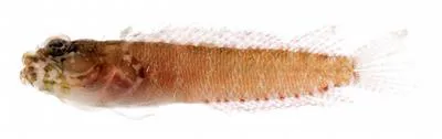 Blackcheek blenny (Starksia lepicoelia)