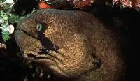 Blackcheek moray (Gymnothorax breedeni)