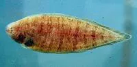 Blackcheek tonguefish (Symphurus plagiusa)