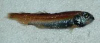 Blackchin blacksmelt (Bathylagoides nigrigenys)