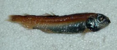 Blackchin blacksmelt (Bathylagoides nigrigenys)